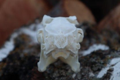Jack Rabbit Skull