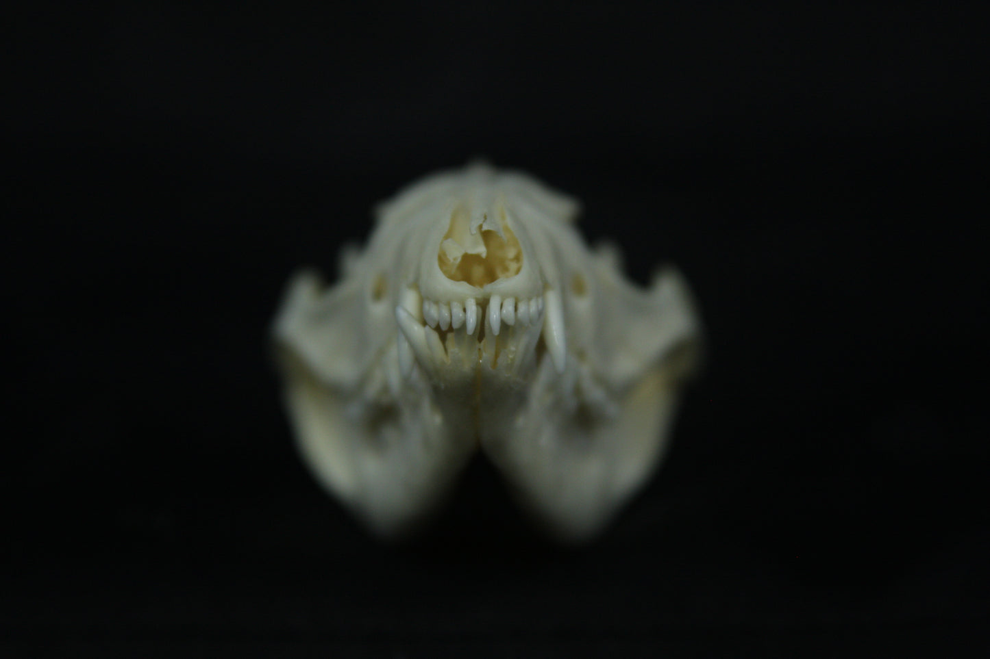 Opossum Skull