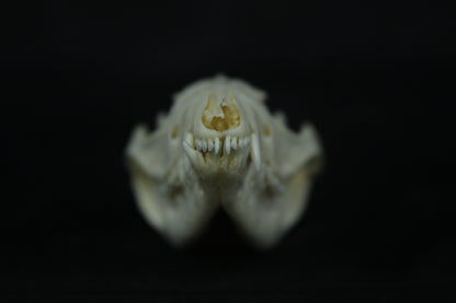 Opossum Skull