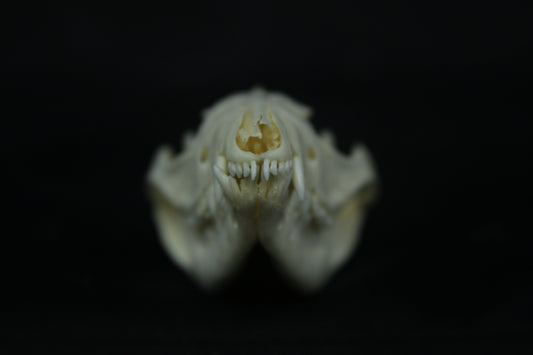Opossum Skull