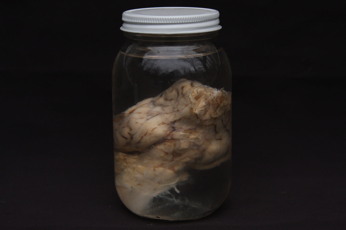 Sheep Brain Wet Specimen