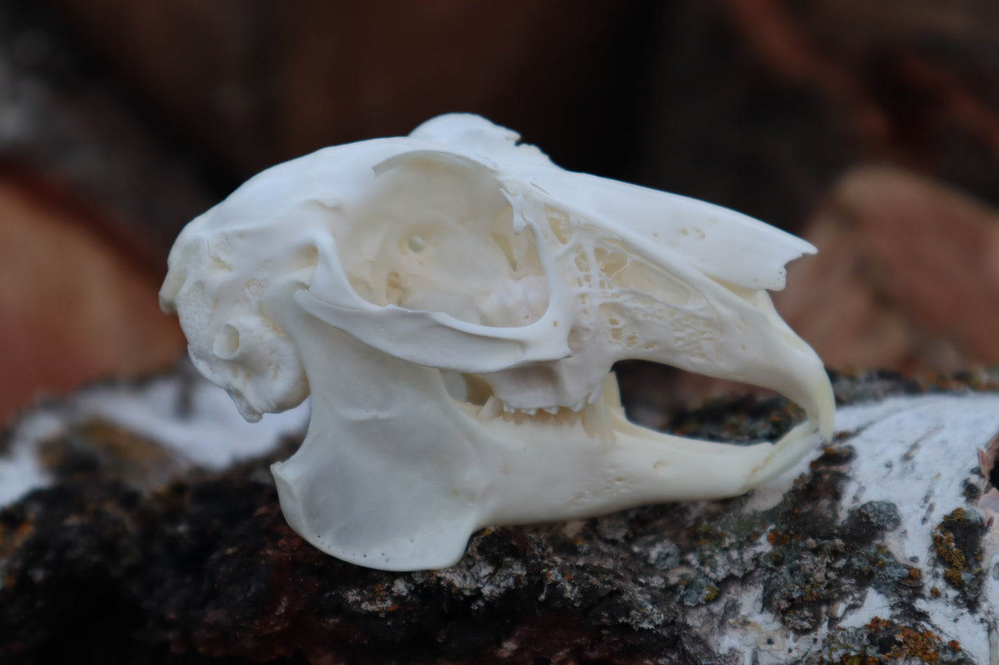 Jack Rabbit Skull