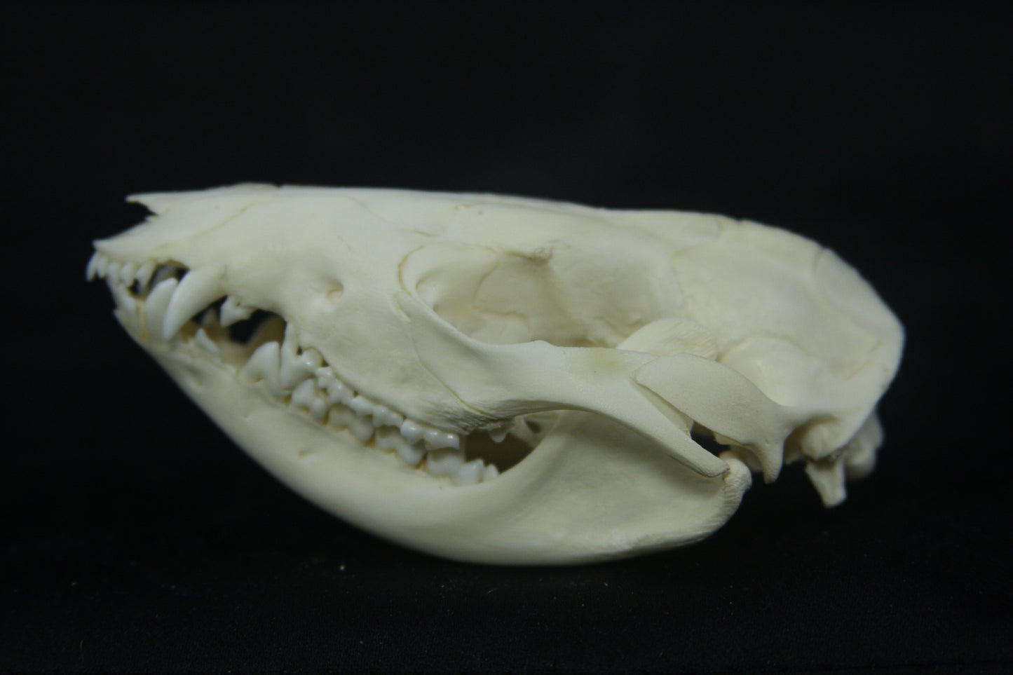Opossum Skull