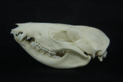 Opossum Skull