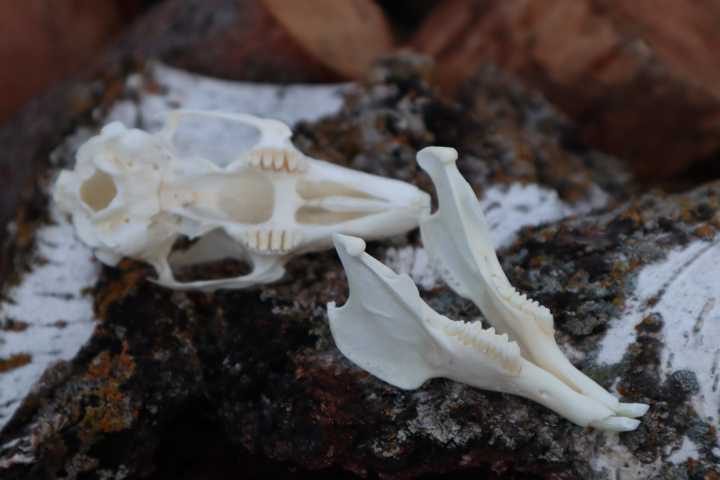 Jack Rabbit Skull