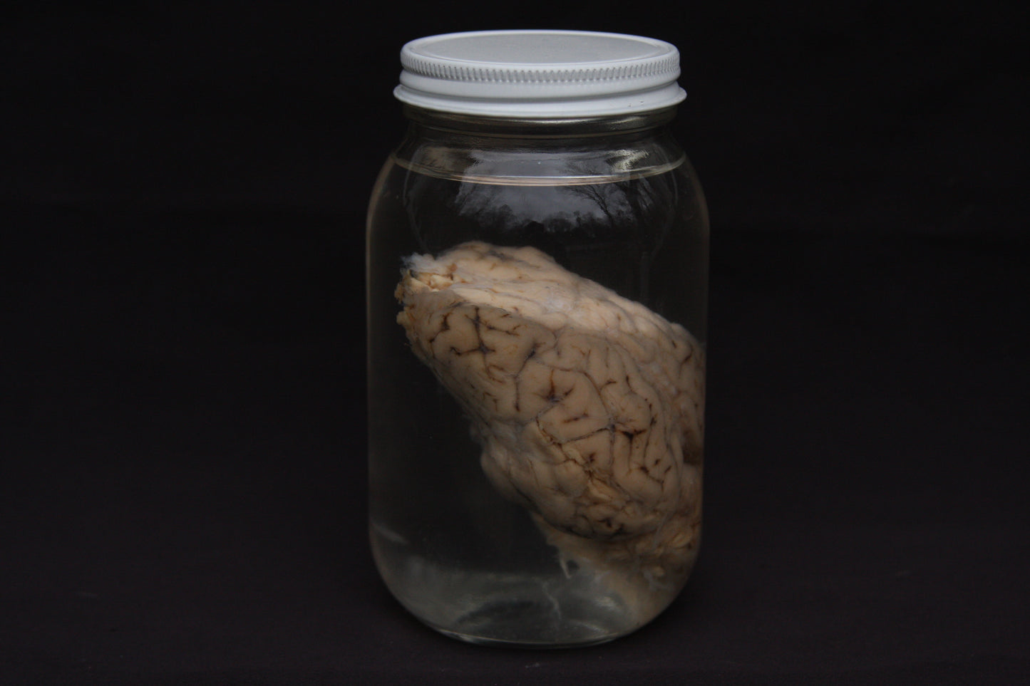 Sheep Brain Wet Specimen
