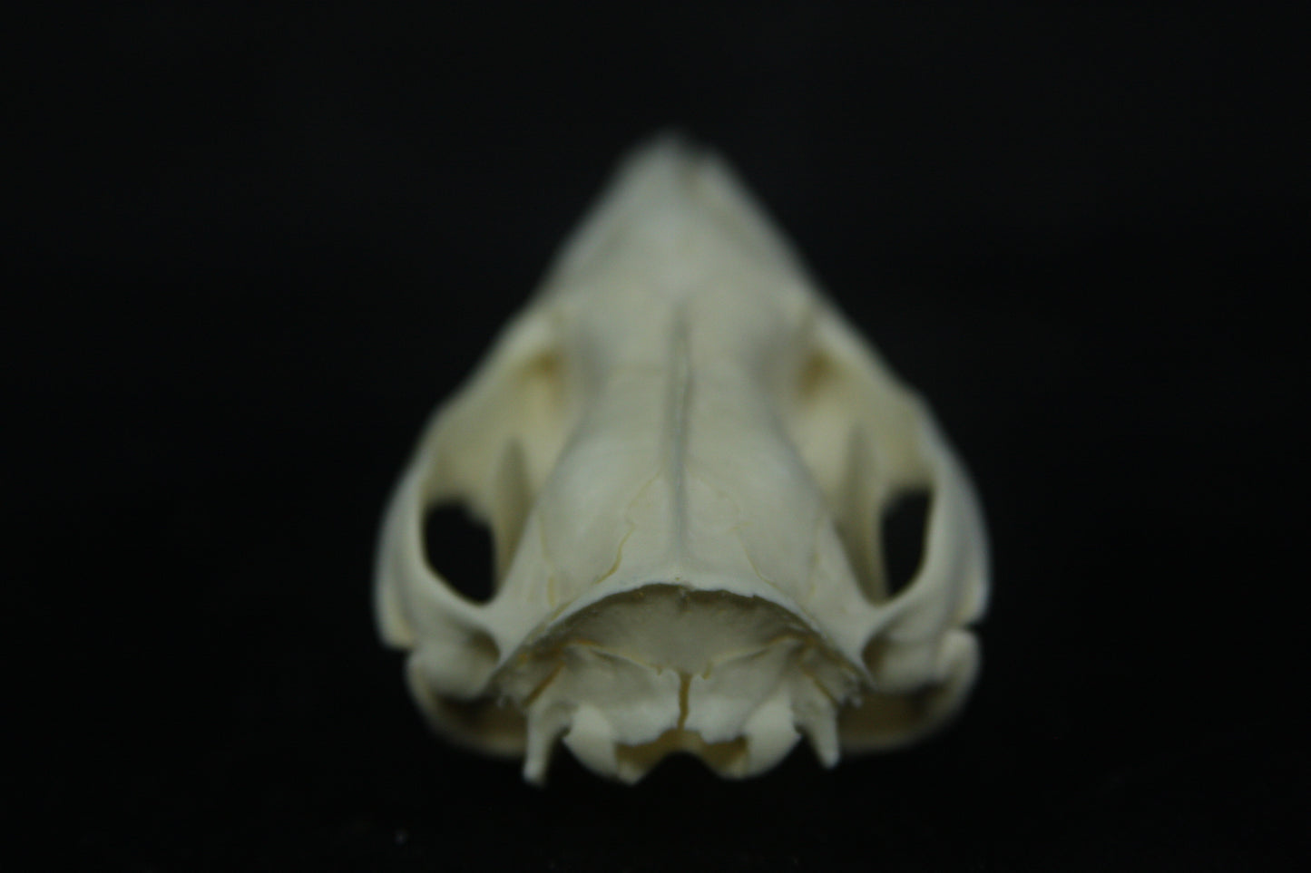 Opossum Skull