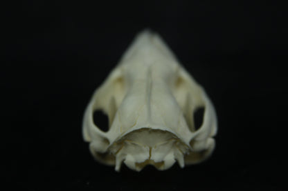 Opossum Skull