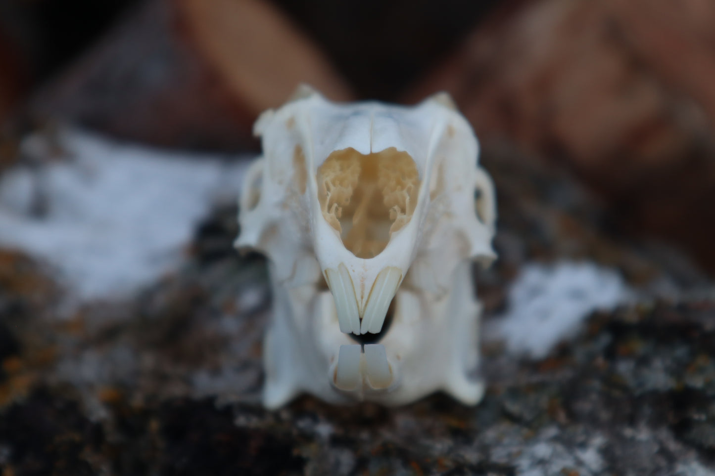 Pathological Jack Rabbit Skull