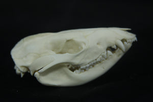 Opossum Skull