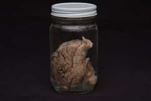 Pig Brain Wet Specimen