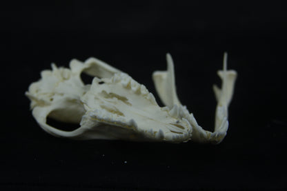 Opossum Skull