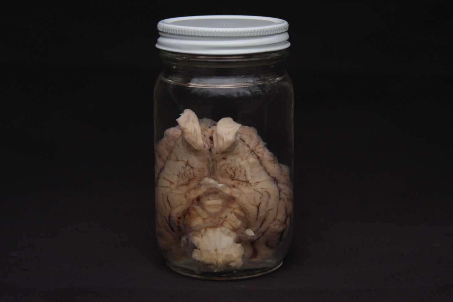 Pig Brain Wet Specimen