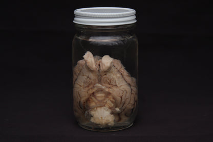 Pig Brain Wet Specimen