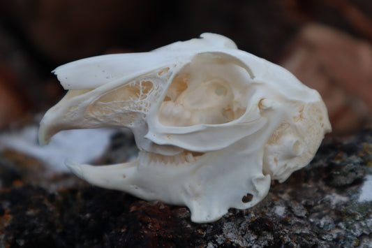 Pathological Jack Rabbit Skull