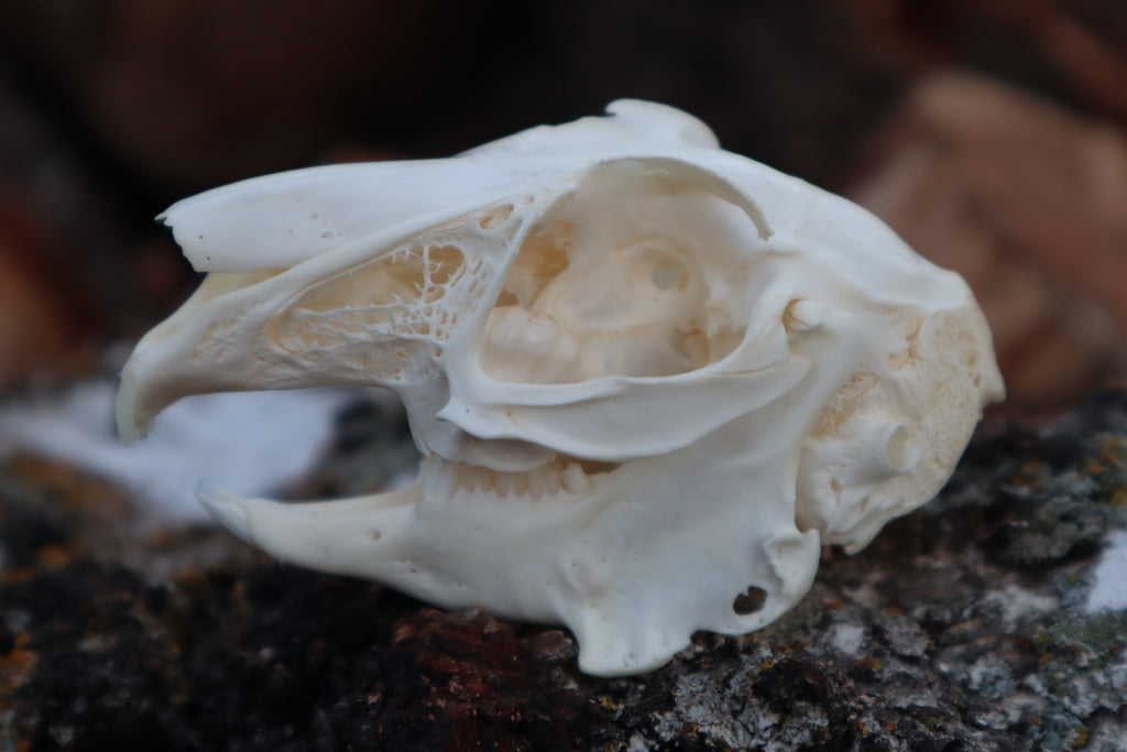 Pathological Jack Rabbit Skull