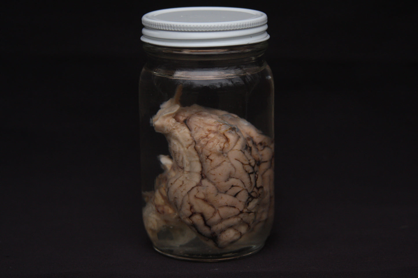 Pig Brain Wet Specimen