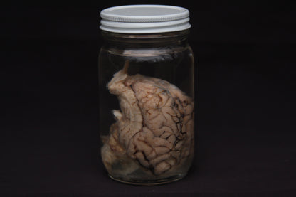 Pig Brain Wet Specimen