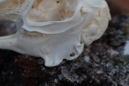 Pathological Jack Rabbit Skull