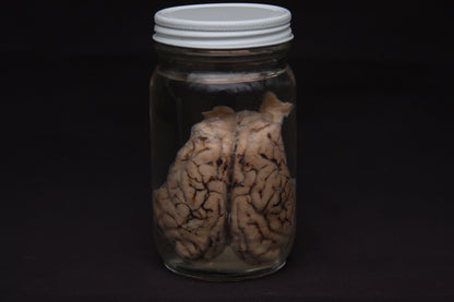Pig Brain Wet Specimen