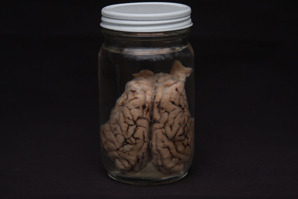 Pig Brain Wet Specimen