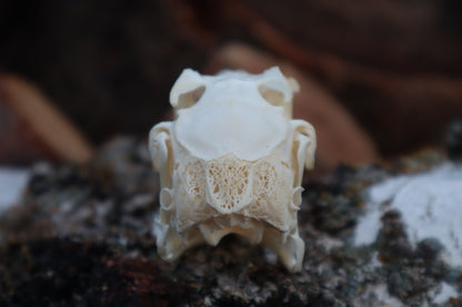 Pathological Jack Rabbit Skull