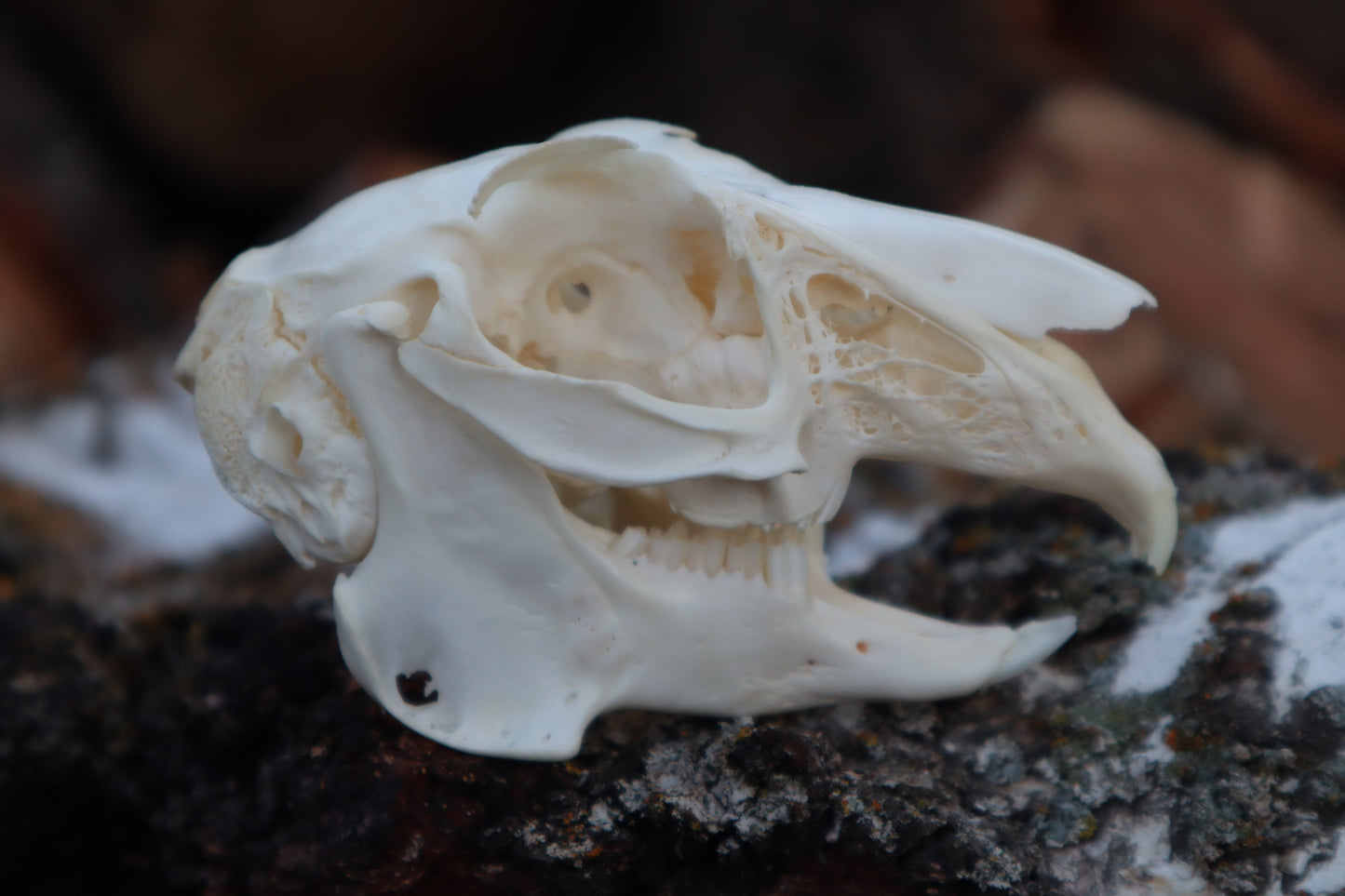 Pathological Jack Rabbit Skull