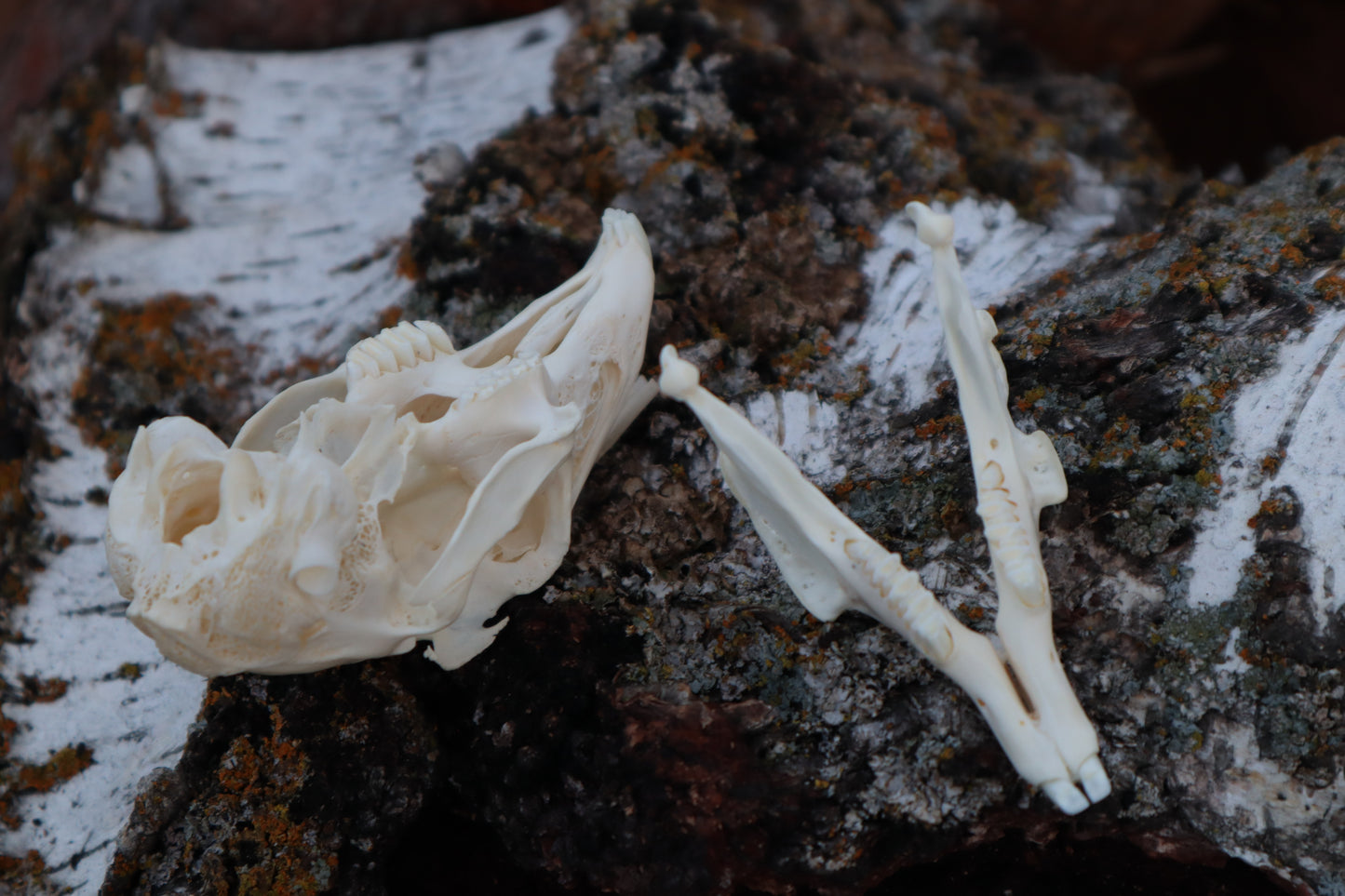 Pathological Jack Rabbit Skull