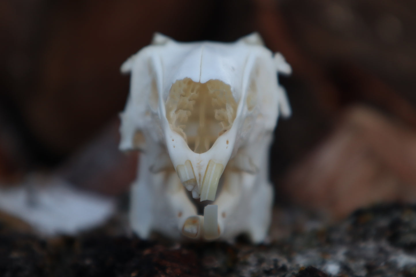 Craft Jack Rabbit Skull