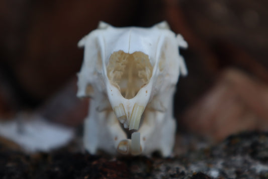 Craft Jack Rabbit Skull