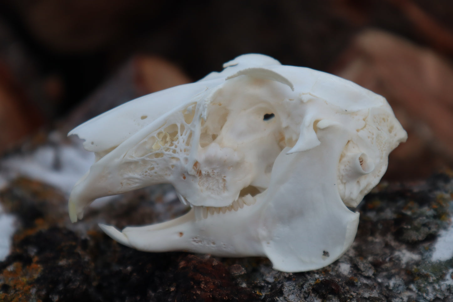 Craft Jack Rabbit Skull