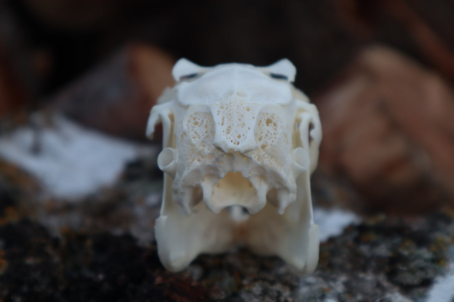 Craft Jack Rabbit Skull