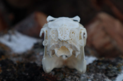 Craft Jack Rabbit Skull