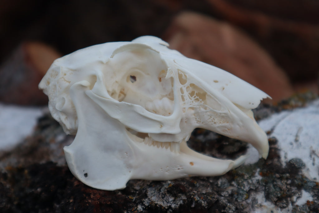 Craft Jack Rabbit Skull