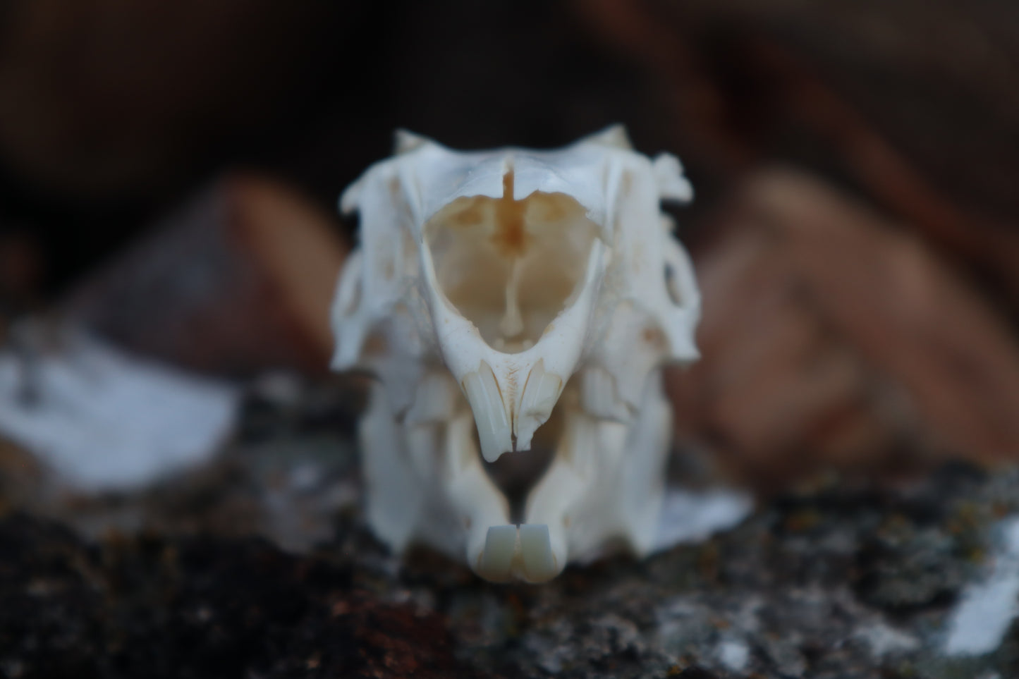 Craft Jack Rabbit Skull