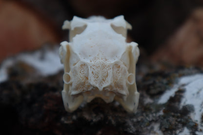 Craft Jack Rabbit Skull