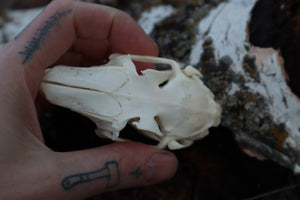 Craft Jack Rabbit Skull