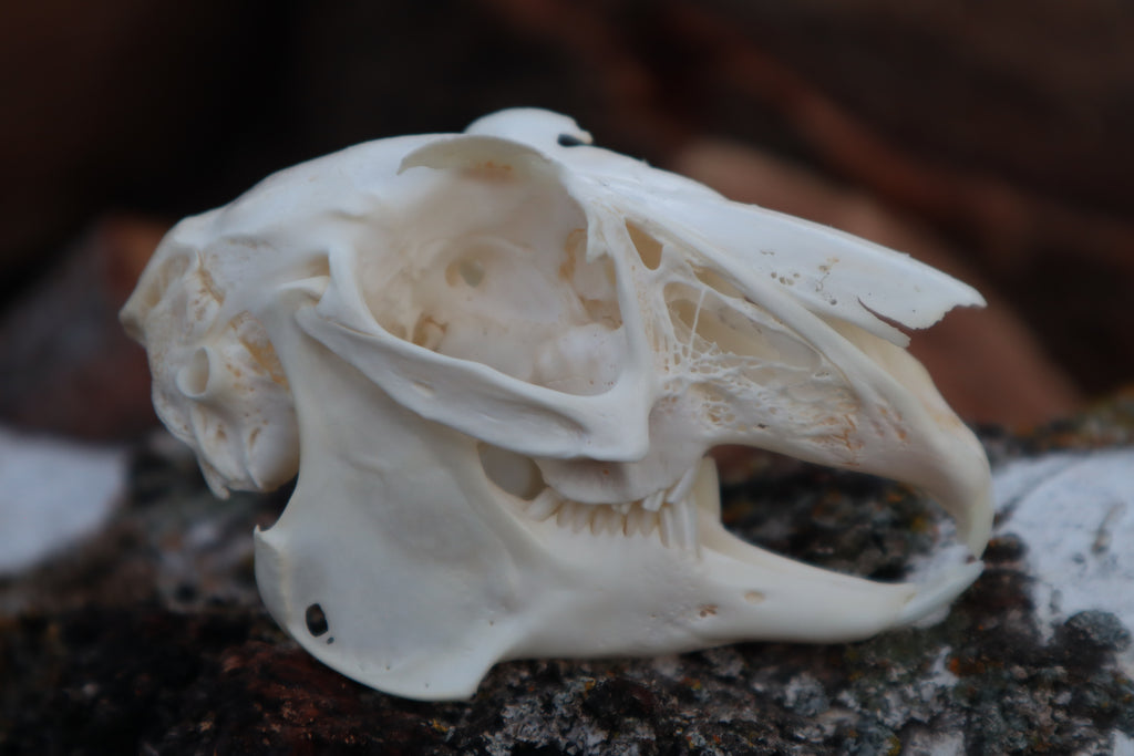 Craft Jack Rabbit Skull