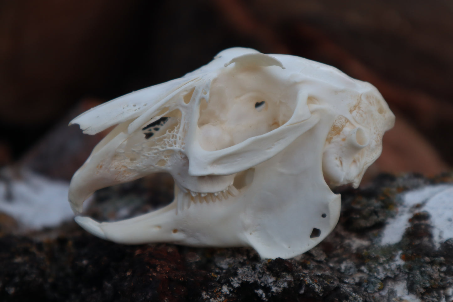 Craft Jack Rabbit Skull
