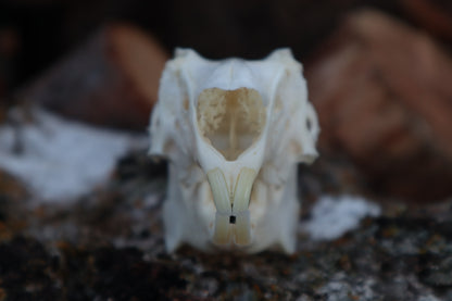 Jack Rabbit Skull