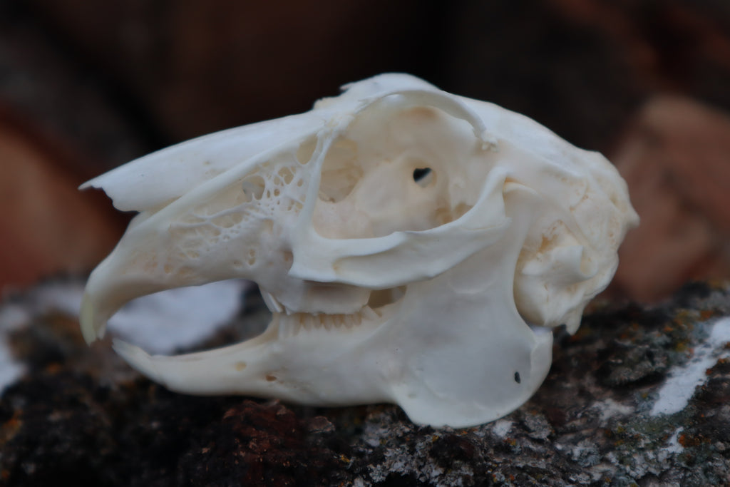 Jack Rabbit Skull