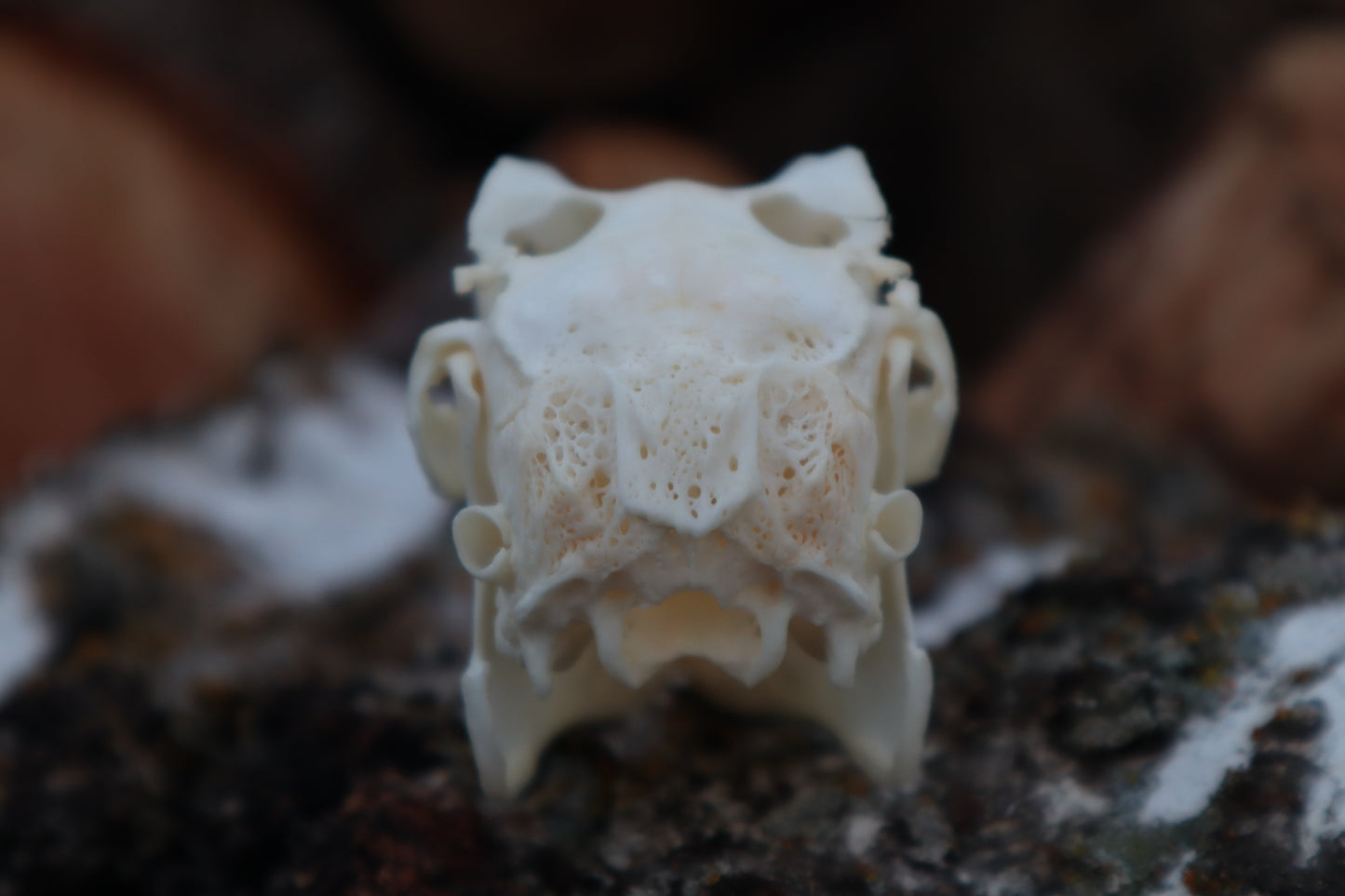 Jack Rabbit Skull
