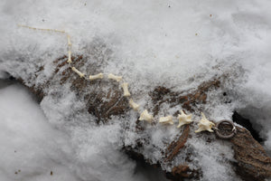 Fluid Bobcat Tail Articulation with Ouroboros Ring