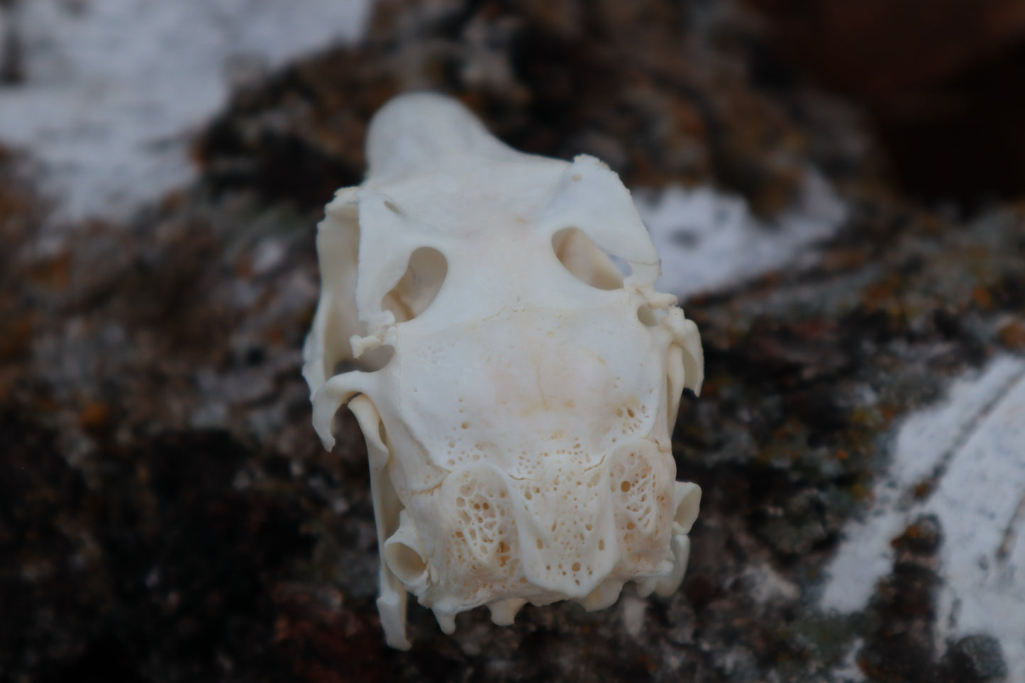 Jack Rabbit Skull
