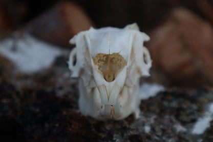 Craft Jack Rabbit Skull
