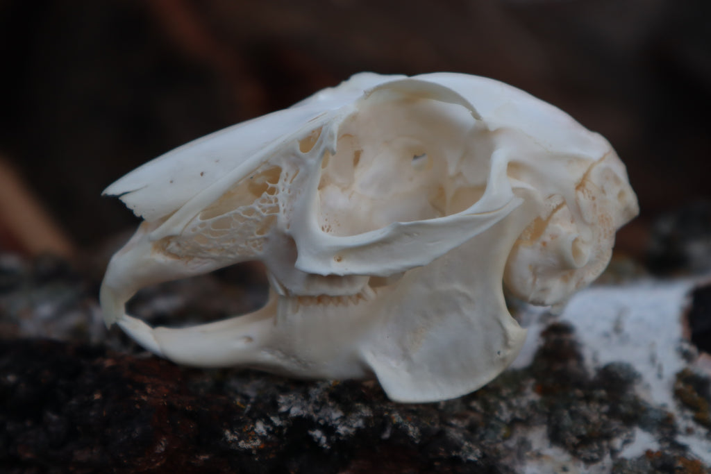 Craft Jack Rabbit Skull