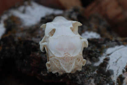 Craft Jack Rabbit Skull