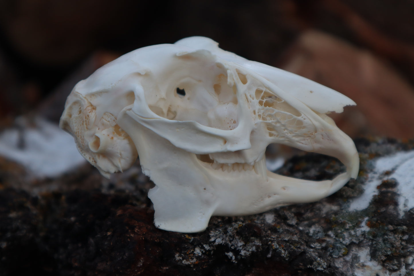 Craft Jack Rabbit Skull