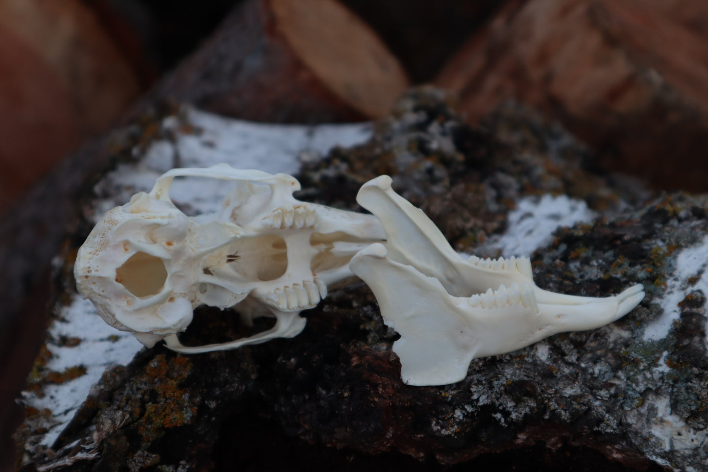 Craft Jack Rabbit Skull