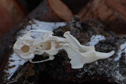 Craft Jack Rabbit Skull